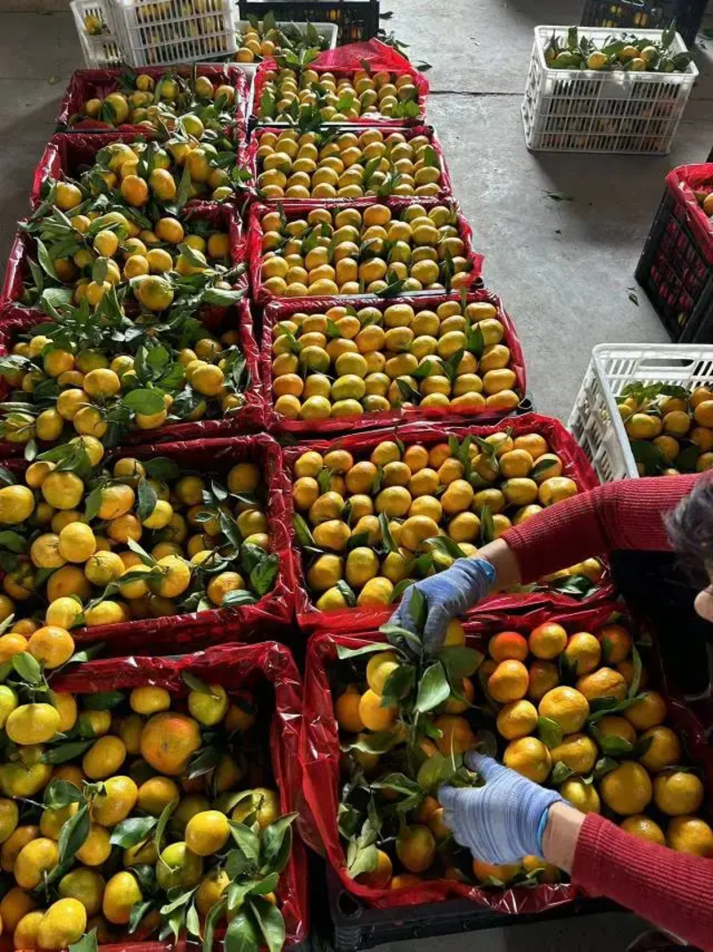【国庆一号蜜橘】湖南产地直发质量保证货源充足欢迎订购
