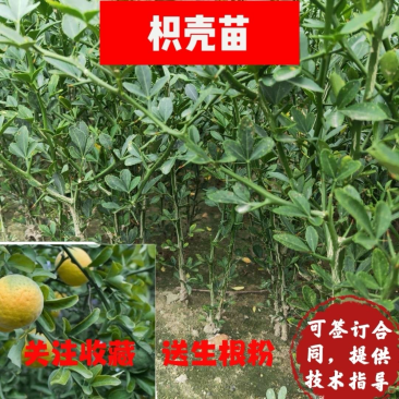 枳壳苗酸橙枳壳苗川枳壳苗枳壳嫁接苗品种纯正嫁接积壳药用