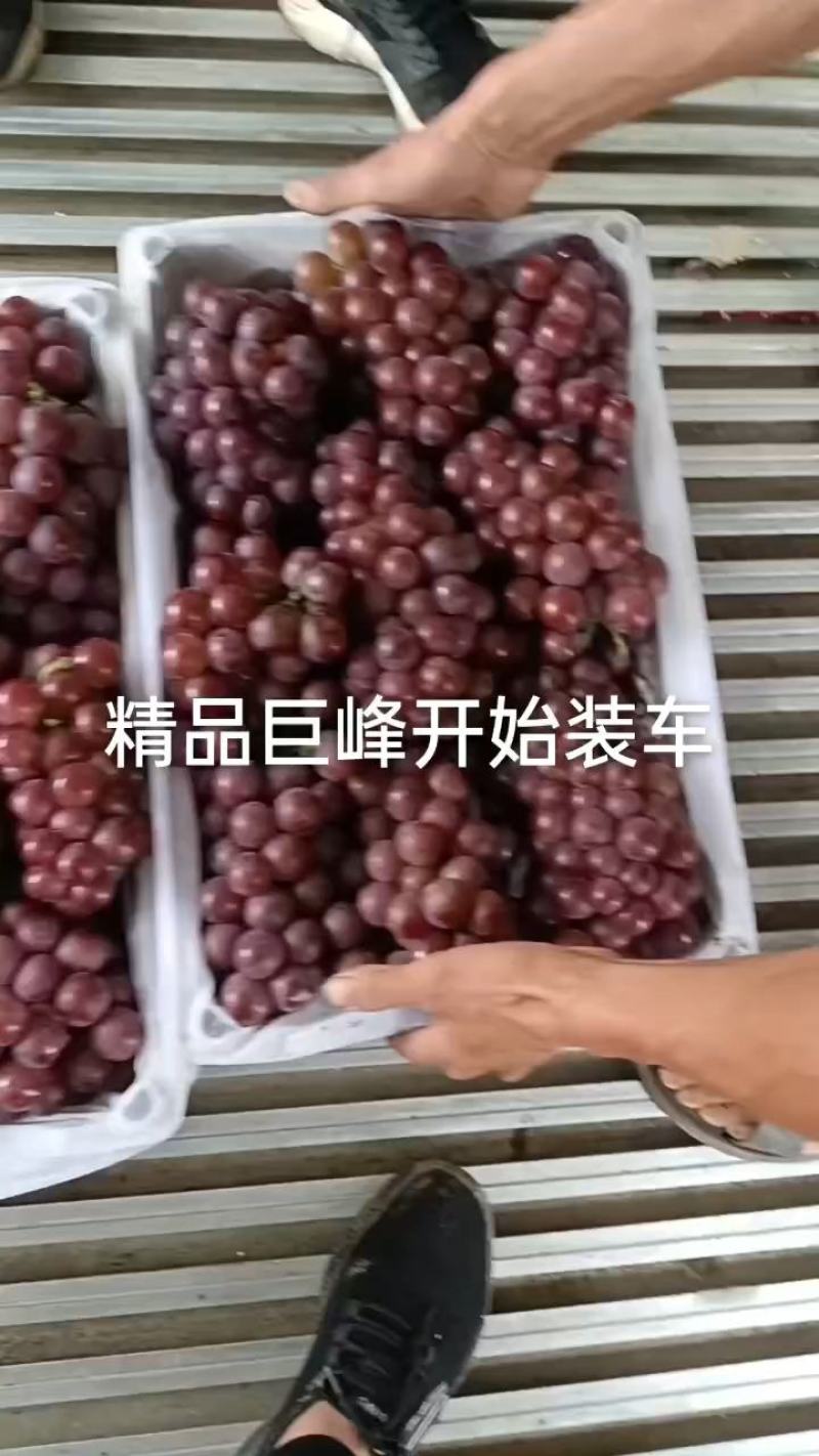 河北精品巨峰葡萄，软枝不掉粒。产地供货货源充足