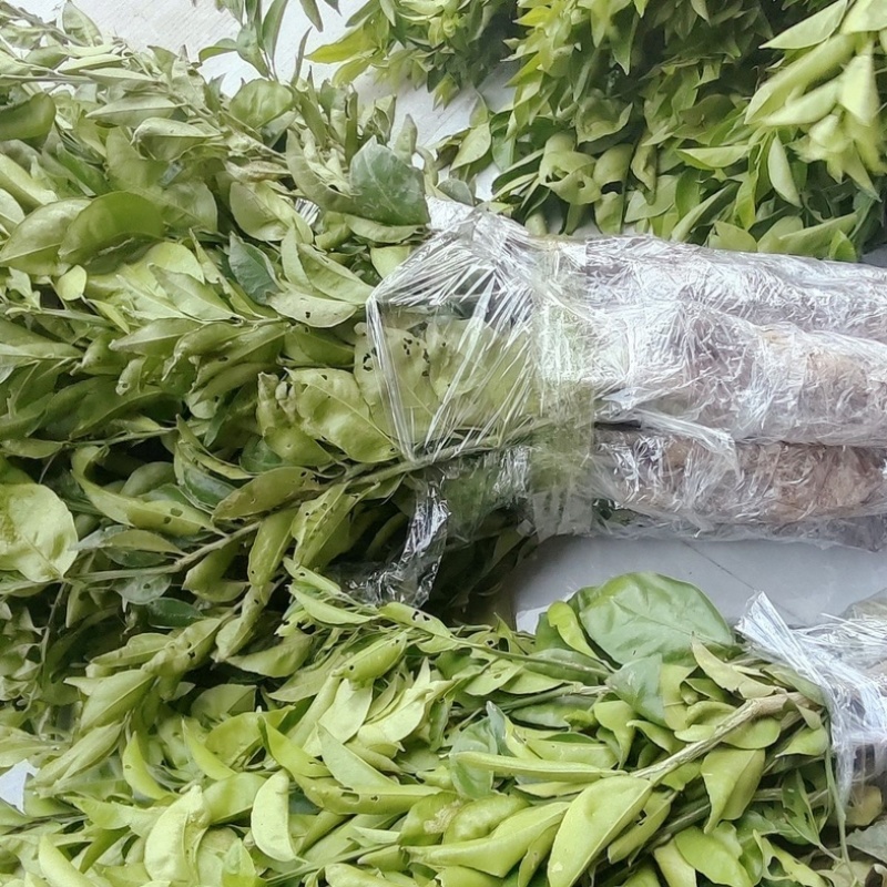 枳壳苗酸橙枳壳苗川枳壳苗枳壳嫁接苗品种纯正嫁接积壳药用