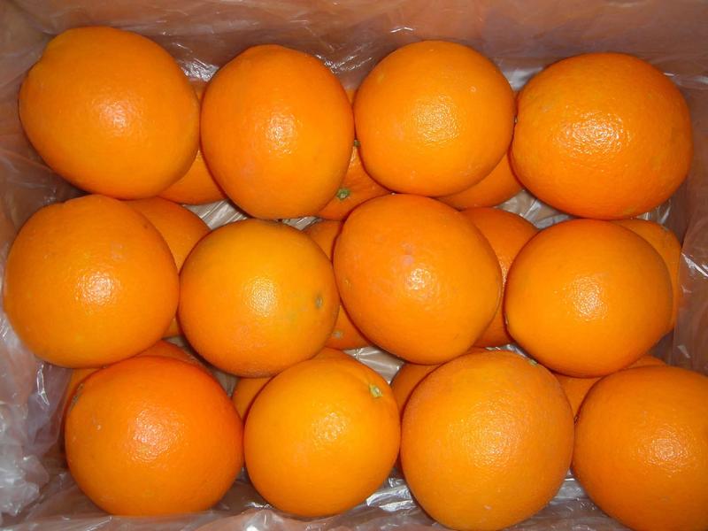 湖南澧县柳荷尔脐橙，唐橙，果实漂亮，水份足，口感较甜