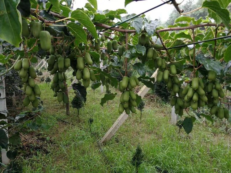 正宗软枣猕猴桃奇异莓树苗盆栽地栽南北方栽种自花授粉当年结