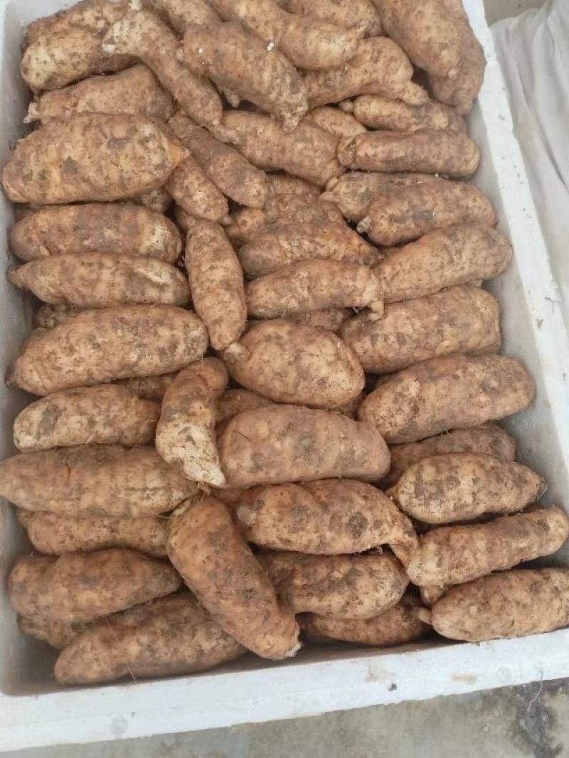 陕西省汉中市宁强县，高山红天麻，量大从优欢迎老板光临