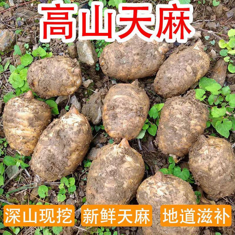 陕西省汉中市宁强县，高山红天麻，量大从优欢迎老板光临
