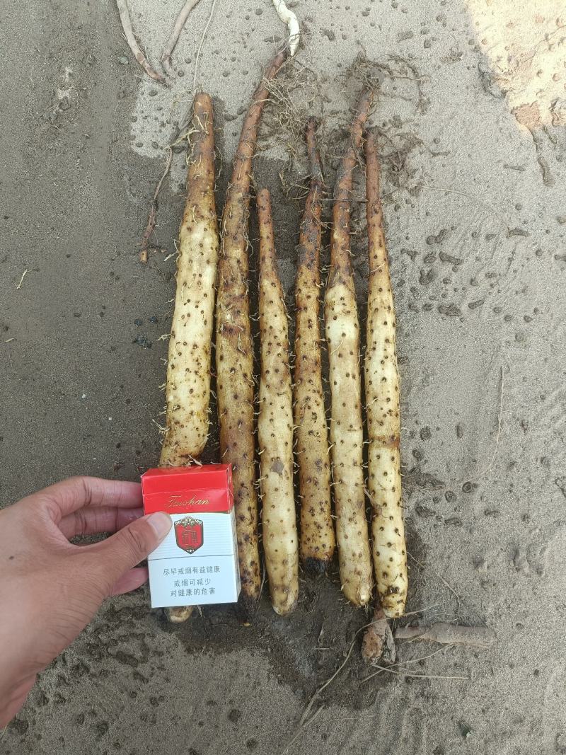 淮山药，大货，二级货，超市用品，电商用品，假铁棍！！！！