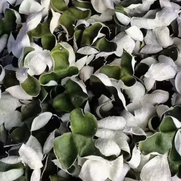三花青皮