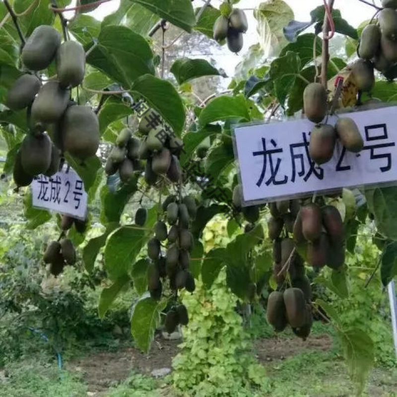 正宗软枣猕猴桃奇异莓树苗盆栽地栽南北方栽种自花授粉当年结