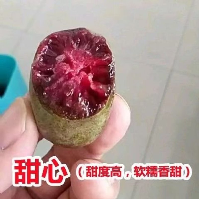 软枣猕猴桃苗我送苗你种植签合同包回收高产量