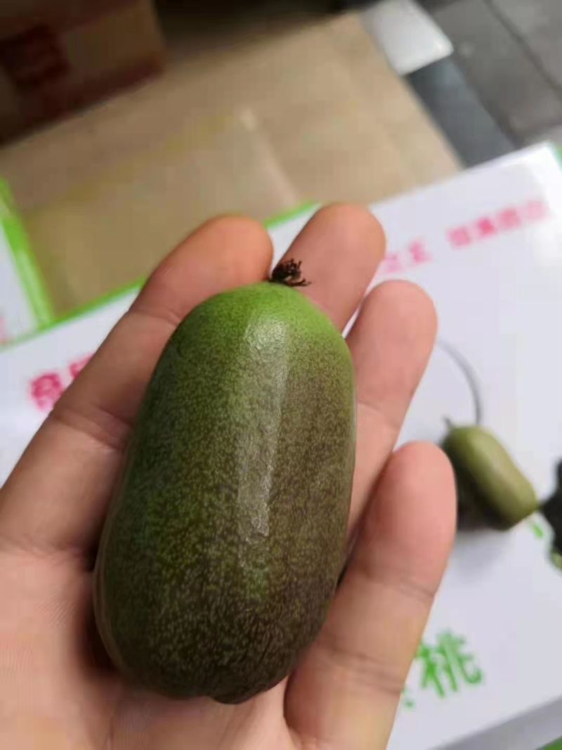 软枣猕猴桃苗我送苗你种植签合同包回收高产量