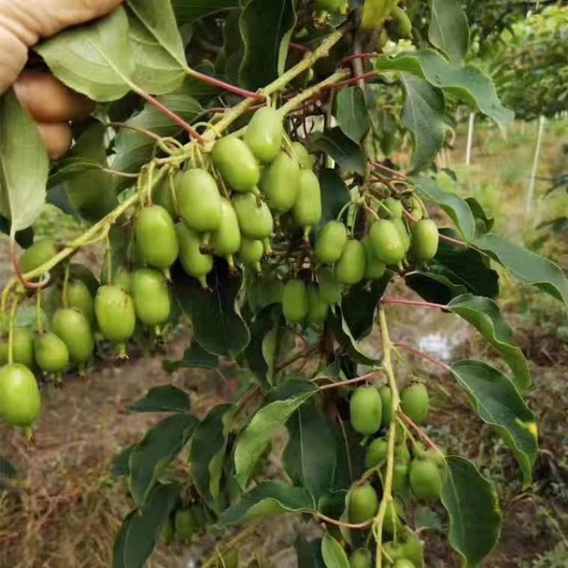 软枣猕猴桃苗我送苗你种植签合同包回收高产量