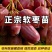 软枣猕猴桃苗我送苗你种植签合同包回收高产量