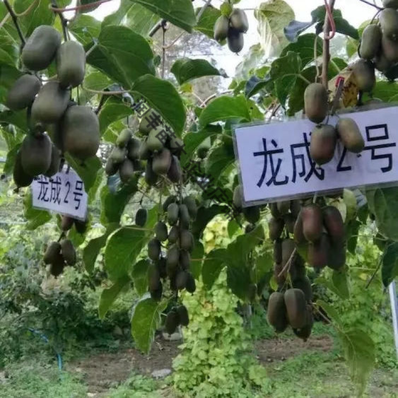软枣猕猴桃苗我送苗你种植签合同包回收高产量