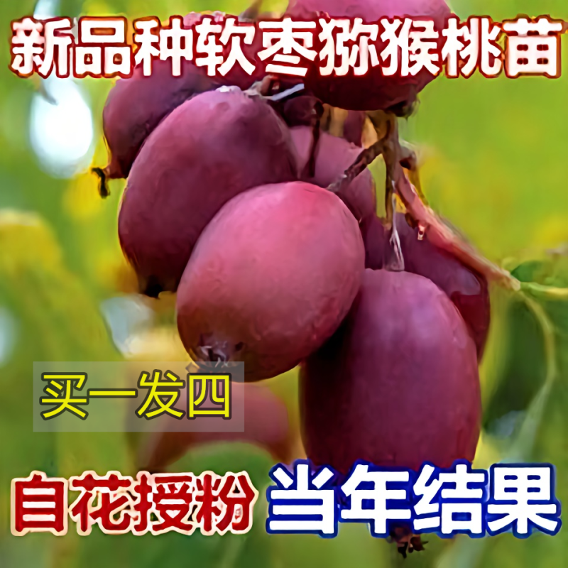 软枣猕猴桃苗我送苗你种植签合同包回收高产量