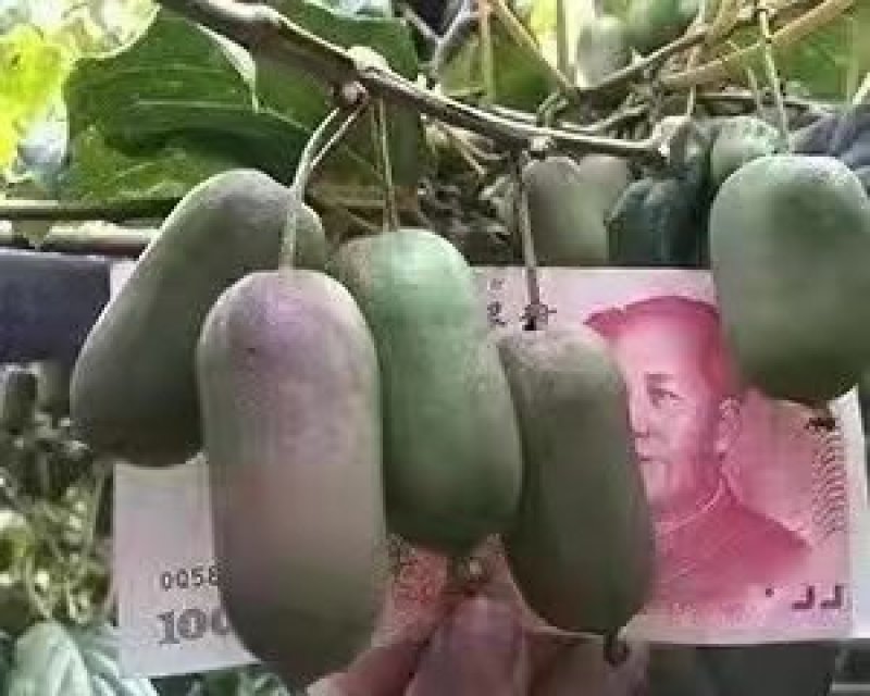正宗软枣猕猴桃奇异莓树苗送苗栽种包回收自花授粉当年结