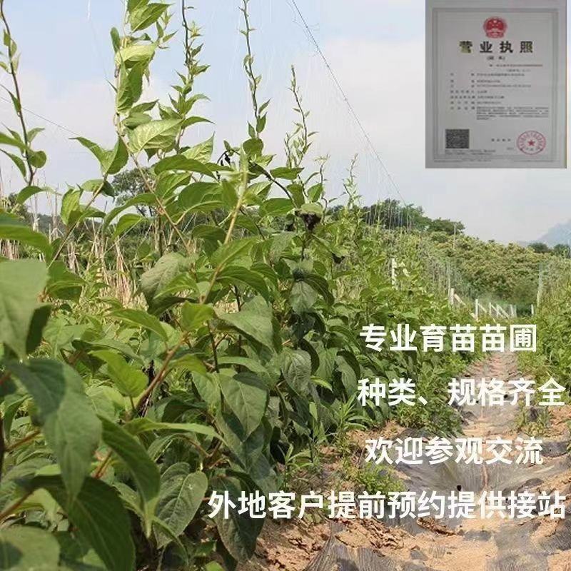 正宗软枣猕猴桃奇异莓树苗送苗栽种包回收自花授粉当年结