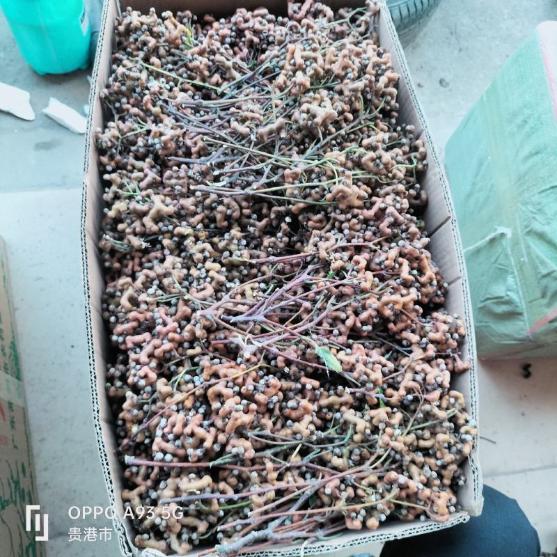 平南县万寿果，又名拐枣产地直发价格便宜欢迎采购