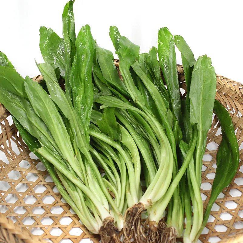 泰国香菜