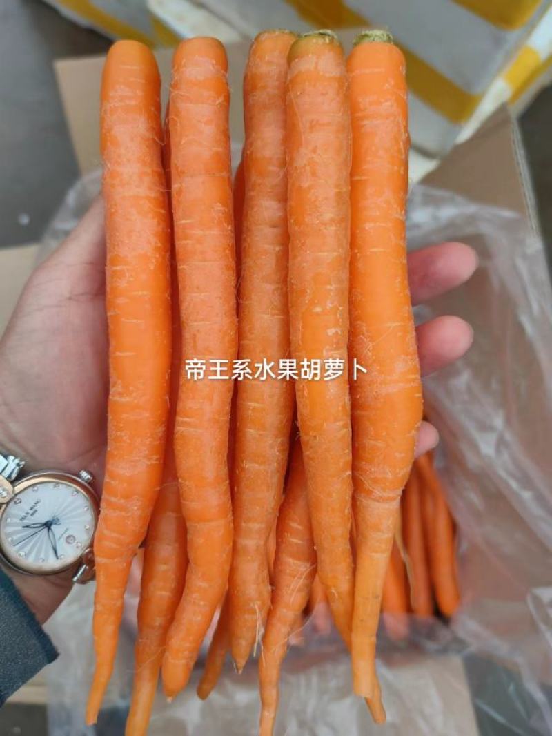 帝王胡萝卜批发，精品袋装，礼盒装，北美帝王系水果胡萝卜
