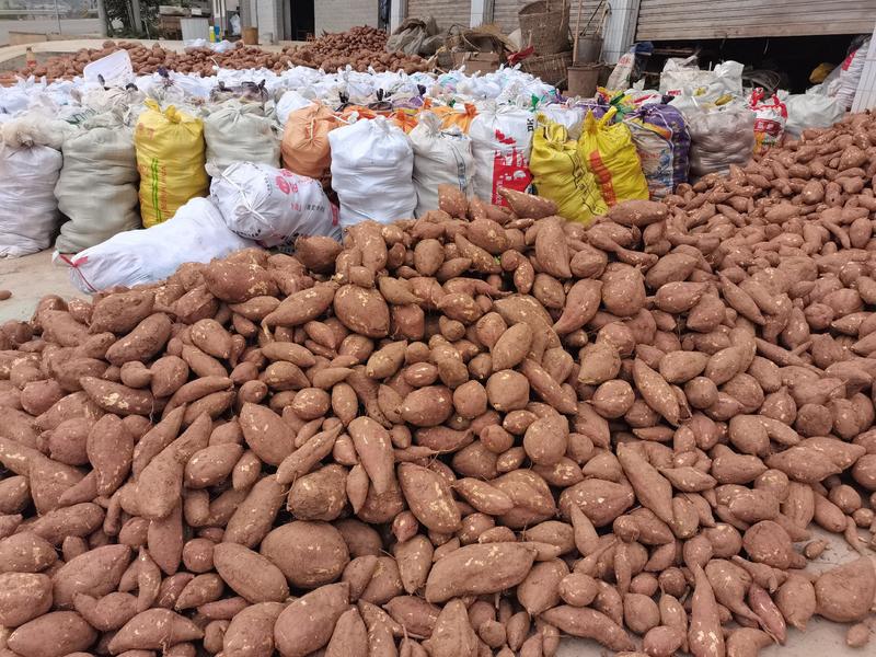 四川产地白心红薯，商品薯，淀粉薯工厂货，大量有货中