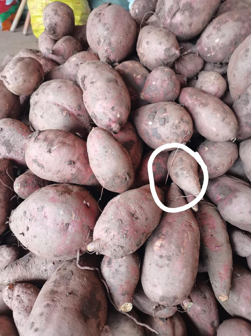 四川产地白心红薯，商品薯，淀粉薯工厂货，大量有货中