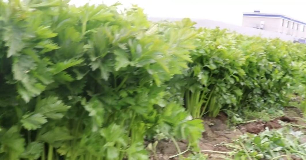 西芹种植田景观