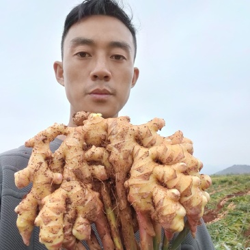云南小黄姜菜姜姜种有货
