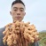 云南小黄姜菜姜姜种有货