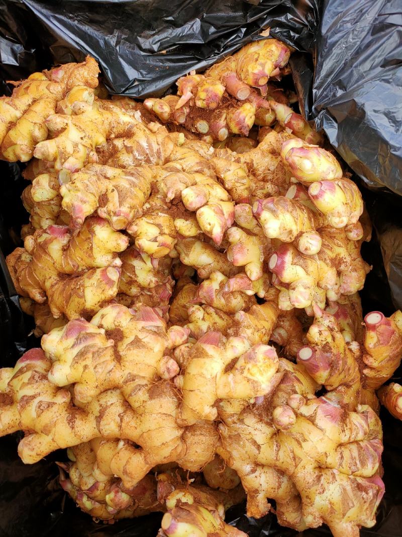 云南小黄姜菜姜姜种有货