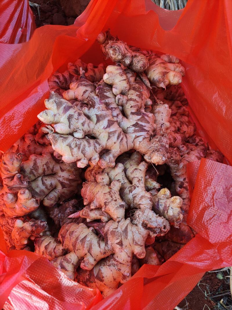 云南小黄姜菜姜姜种有货
