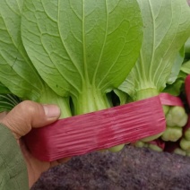精品小油菜，颜色深绿，棵匀整齐，基地直发欢迎来电