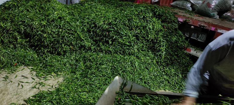 大量小米椒上市，欢迎选购