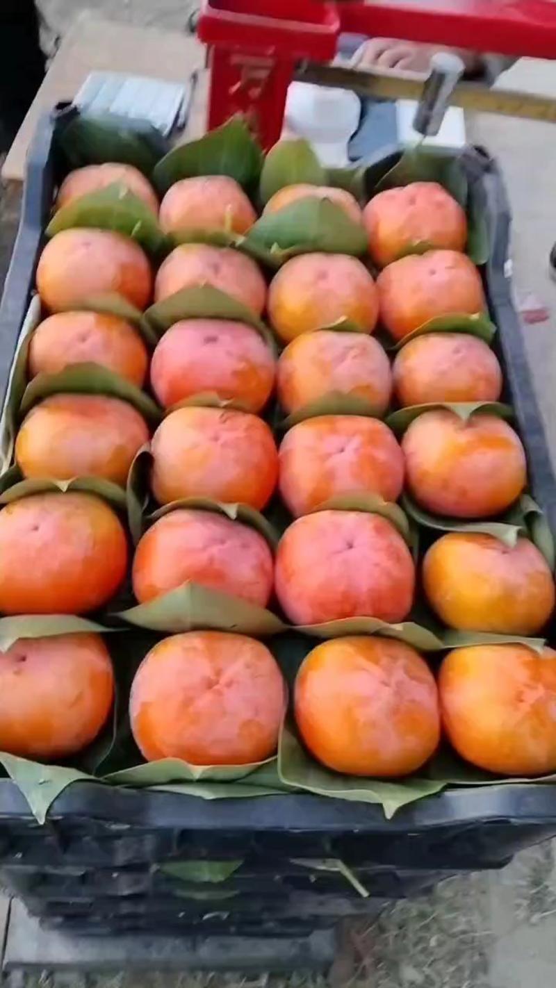 保定甜心脆柿子交易市场，设有冷库，货源充足，诚信为本