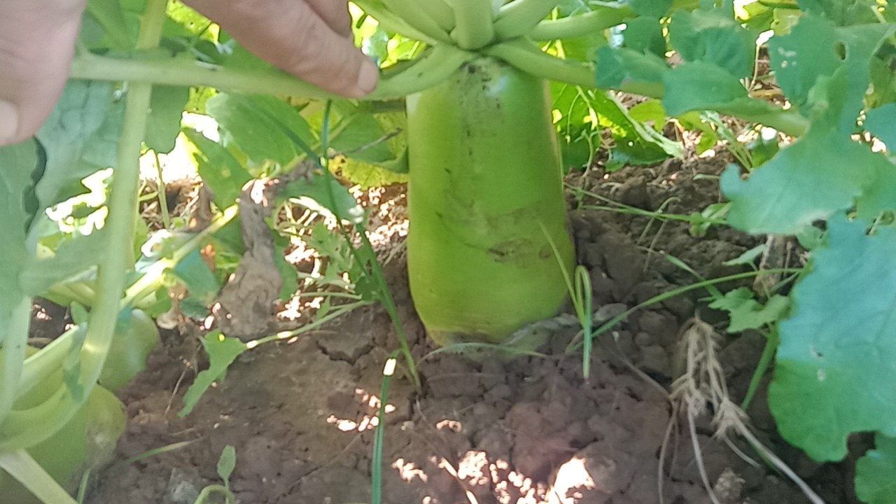 萝卜变绿色现象