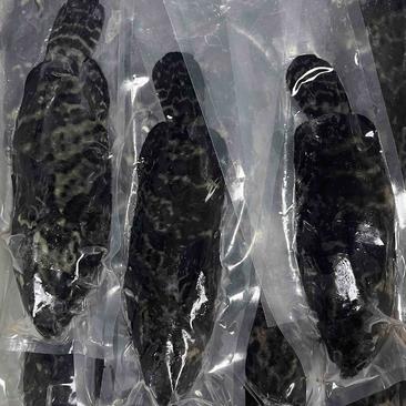石斑鱼－单冻来自东山物美廉价