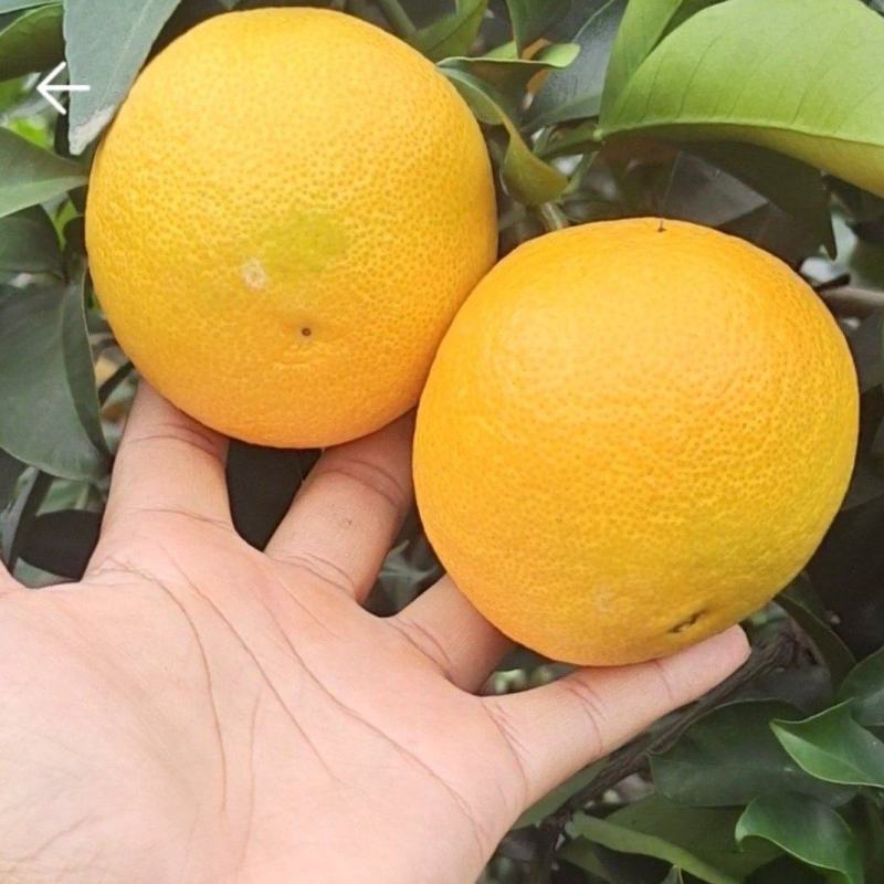爱媛果冻橙