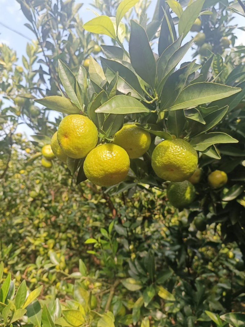 广西南丰蜜橘