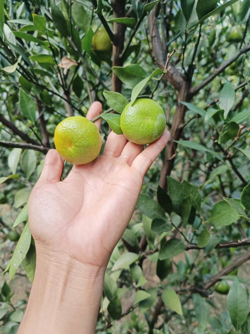 广西南丰蜜橘