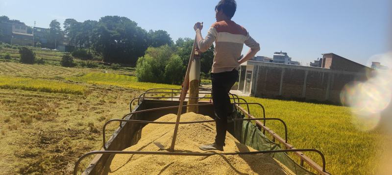 香稻谷子