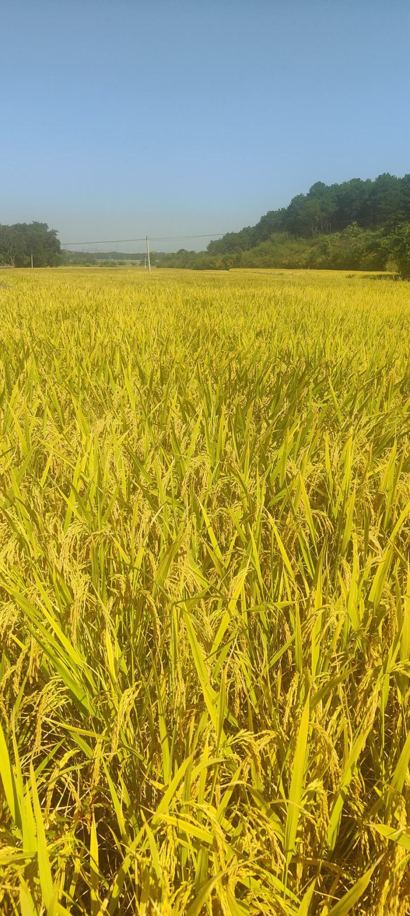 香稻谷子