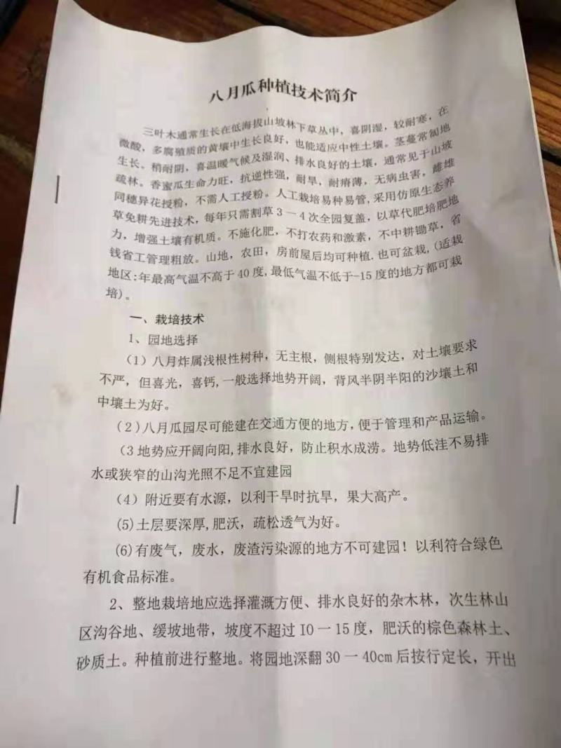 九月黄金蕉苗改良高产九月黄苗
