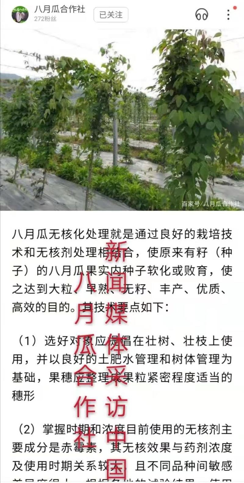 九月黄金蕉苗改良高产九月黄苗