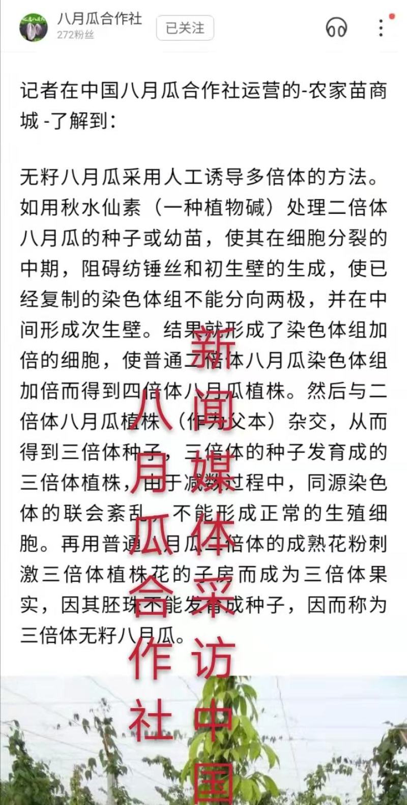 九月黄金蕉苗改良高产九月黄苗