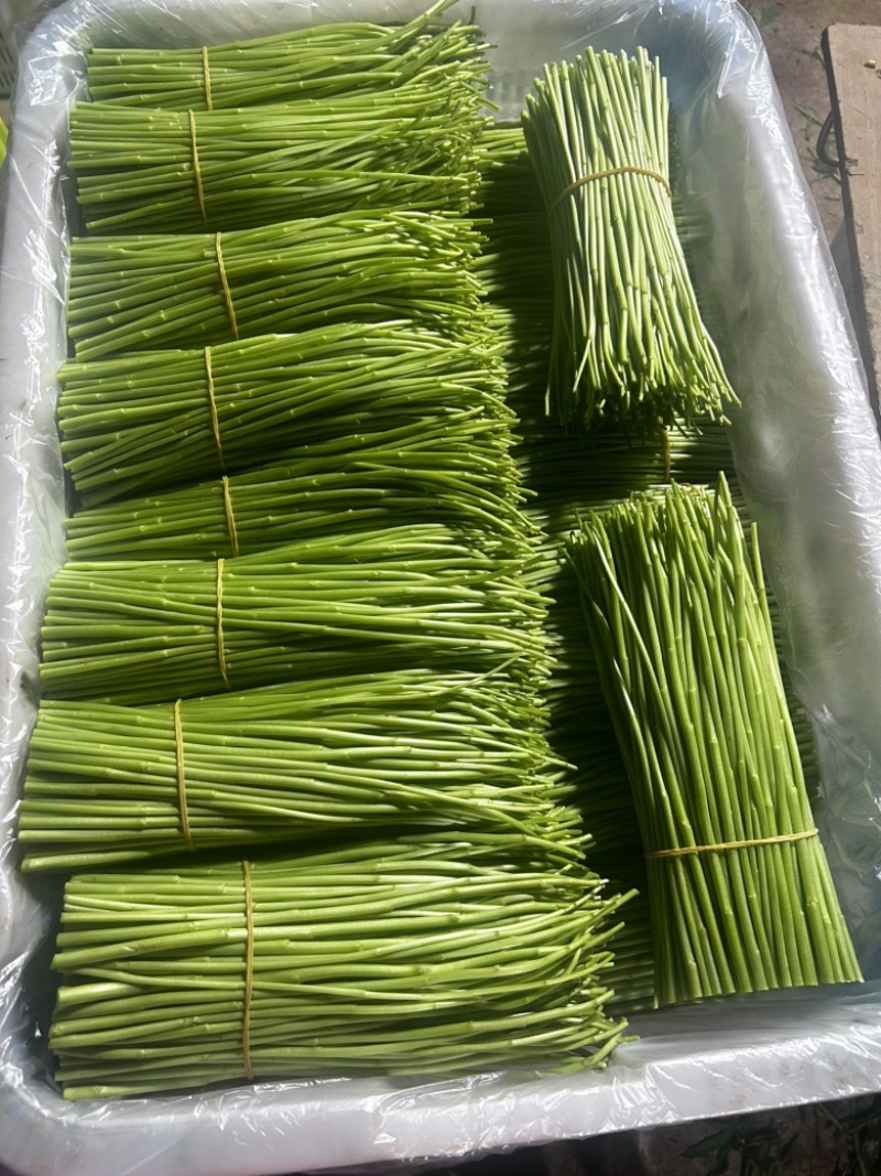 精品藜蒿