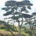 景观松基地，大型古松，大规格松树，正在销售中