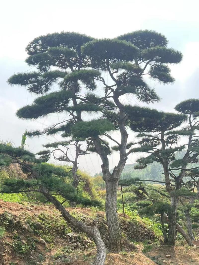 景观松基地，大型古松，大规格松树，正在销售中