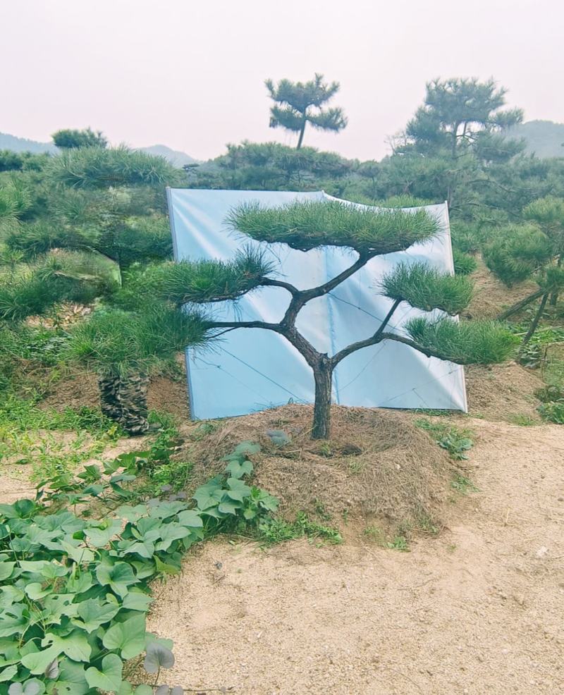 景观松基地，大型古松，大规格松树，正在销售中