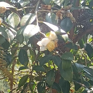 油茶花