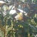 油茶花