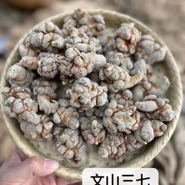 文山三七/产地直发/品质好需要的老板电话