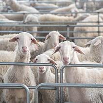 圈养绵羊货源稳定充足价格欢迎电联采购